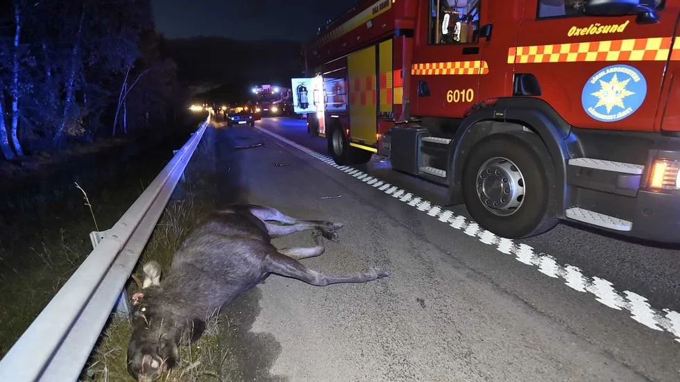 Sörmlands län står för den tredje största ökningen i hela Sverige när det gäller viltolyckor. Bilden är från en älgolycka på 53:an utanför Oxelösund 2017.