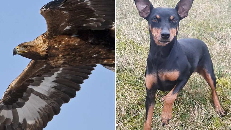 Dvärgpinschern Sally överlevde attacken från en kungsörn.