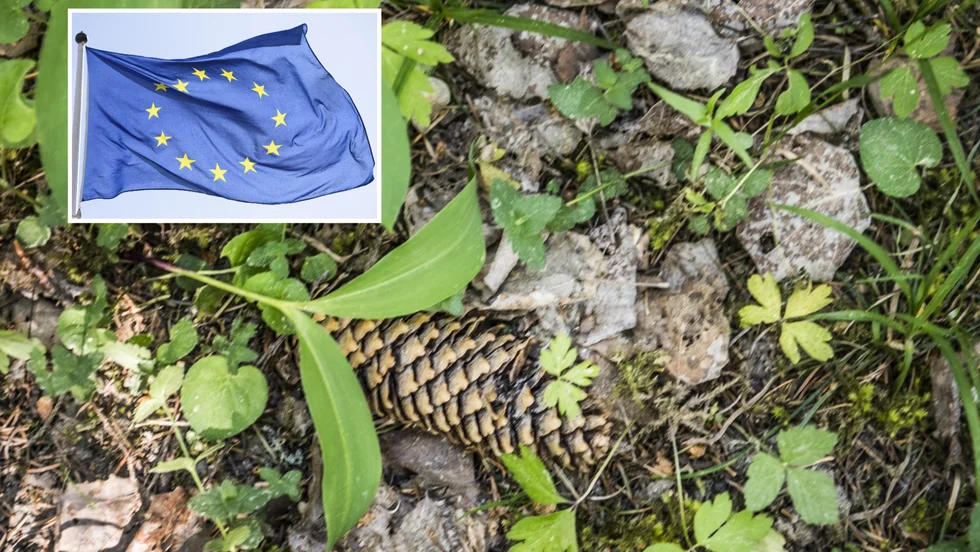 Svenska skogsbönder har anledning att känna viss oro inför den nya skogsstrategi, som EU håller på att ta fram, befarar ledarskribenten.