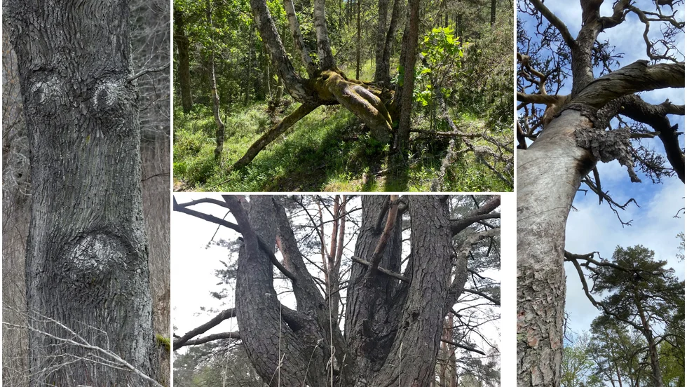 Ser du ett annorlunda eller tokigt träd när du är ute i skogen, ta en bild med mobilen och dela i sociala medier med hashtaggen knasigaträd (#knasigaträd).