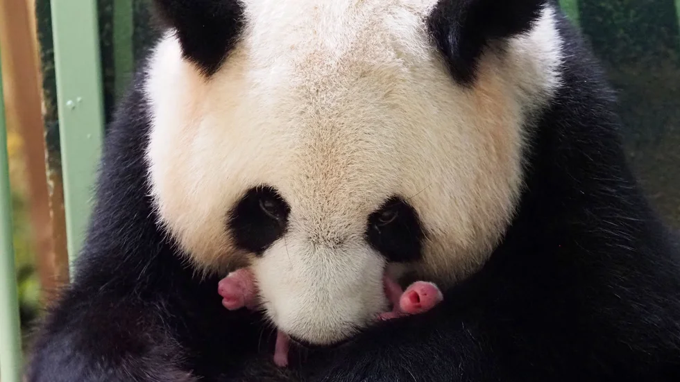 Jättepandan Huan Huan med sina ungar.