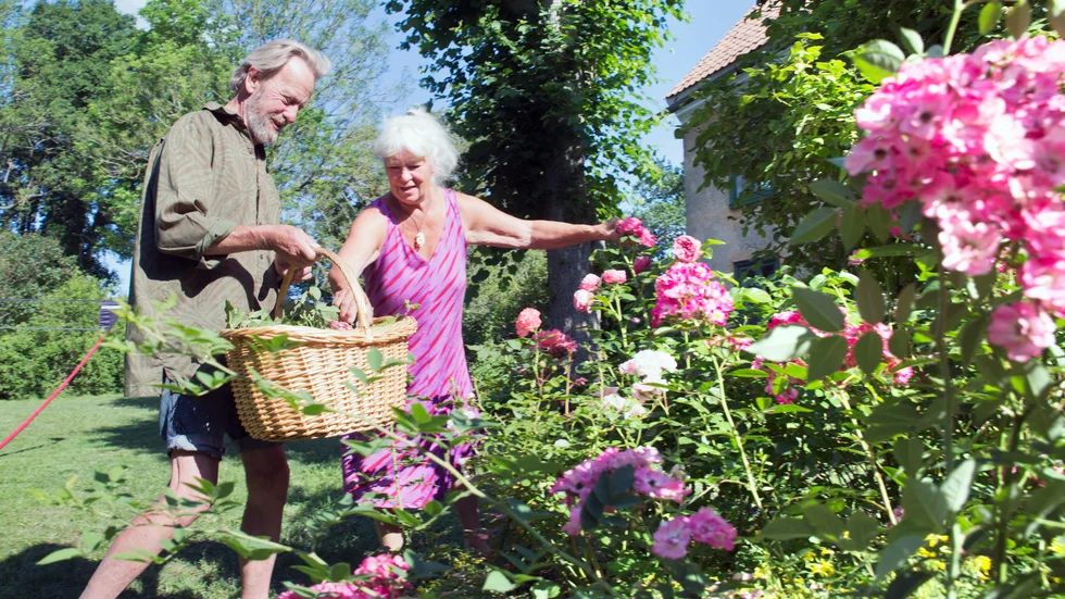 "Den här heter Astrid Lindgren och den där är Robin Hood", säger Helena Andreeff Laurin när hon klipper av de vissna rosorna i julivärmen och lägger dem i korgen som Staffan Laurin håller i.