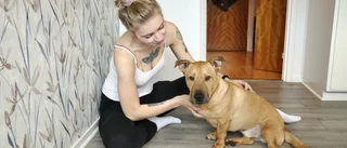 Lina, 25, om adoptivhunden från Rumänien: "Fler har rynkat på näsan än blivit glada"