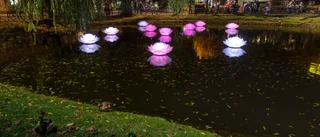 Stilla ljus och blinkande lampor när Uppsala tändes upp