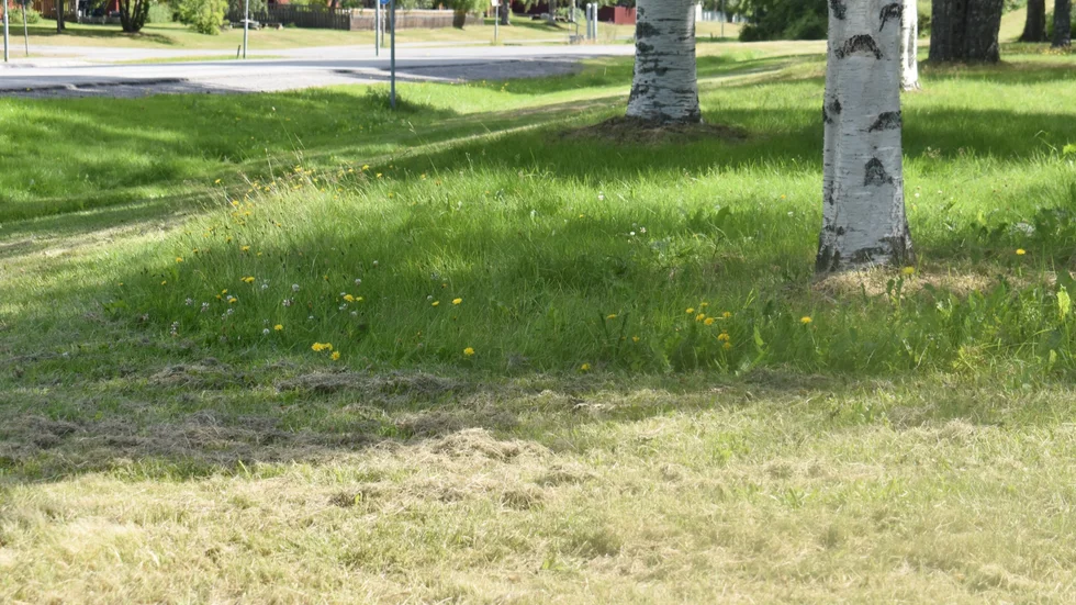 Allt mer klippning görs av traktorer eftersom det är effektivast. Öar lämnas då runt träd och trimmas på sensommaren. Platsen är Sjungande Dalen. 