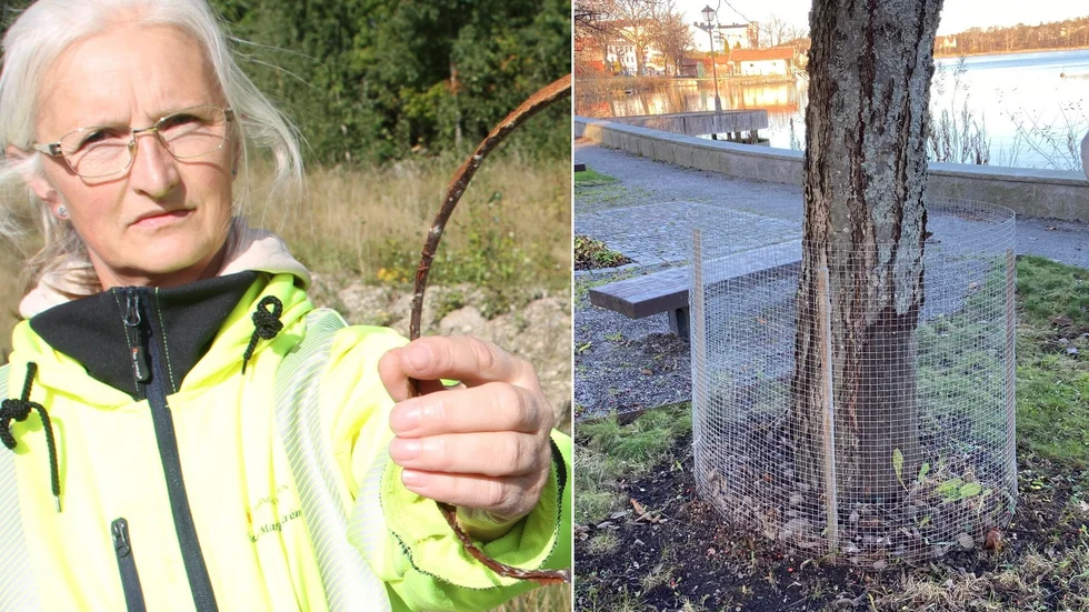 Rose-Marie Byström på park- och gatuavdelningen konstaterar att skadorna inte hann bli alltför omfattande på träden i Bo Setterlinds park nedanför domkyrkan innan kommunen satte upp nät.