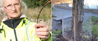 Skadorna kända i över ett år – fyra träd har fått sätta livet till: "Är kostsamt"