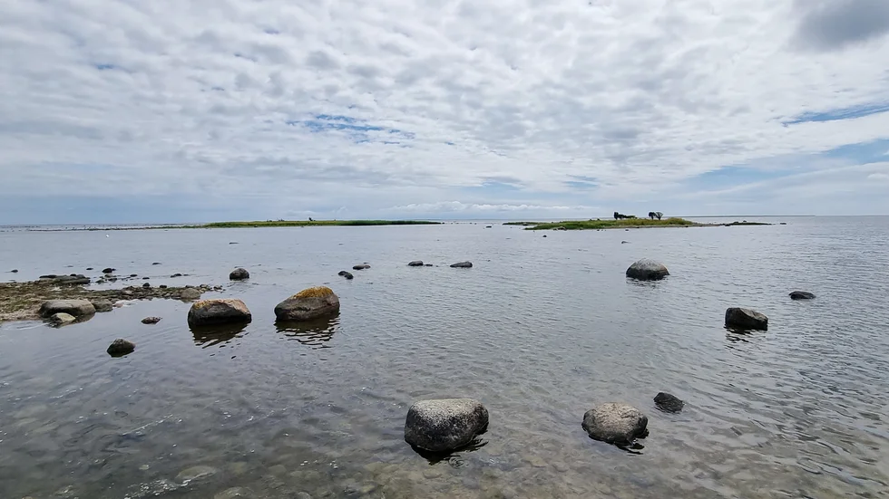 Skären utanför Ålarve naturreservat i Rone är en av de platser där kustfåglarna räknas.