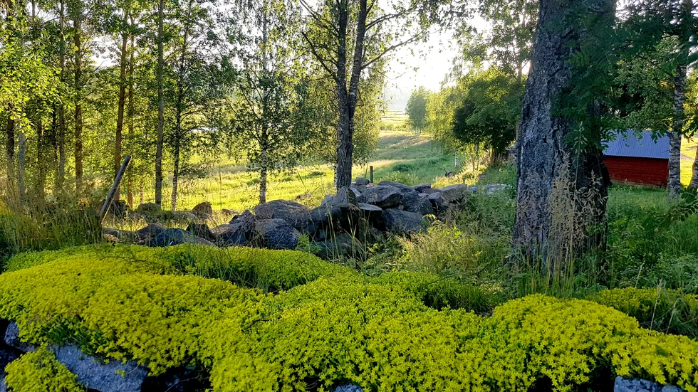 Bjumisträsk i sommardräkt.