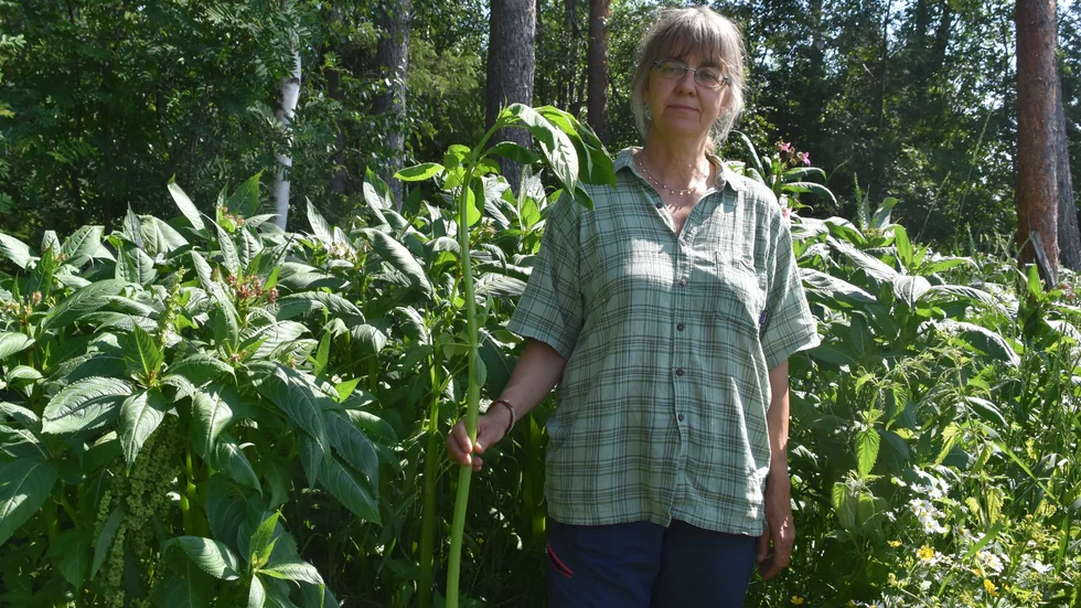 Lena Bondestad beskriver jättebalsamin men också vresros och parksallat som hot mot den biologiska mångfalden. (Arkivbild)