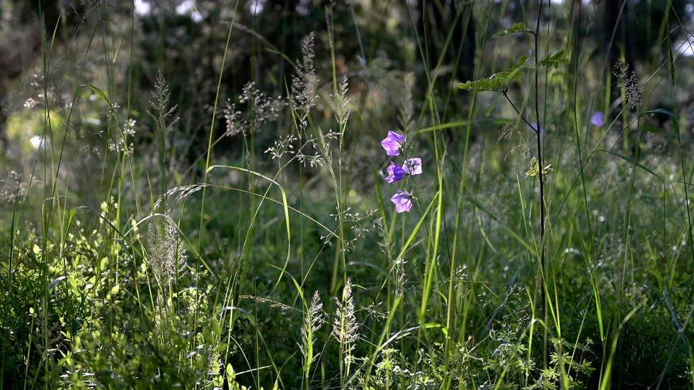 Oxelösund får pengar för att skapa naturnära jobb i kommunen.