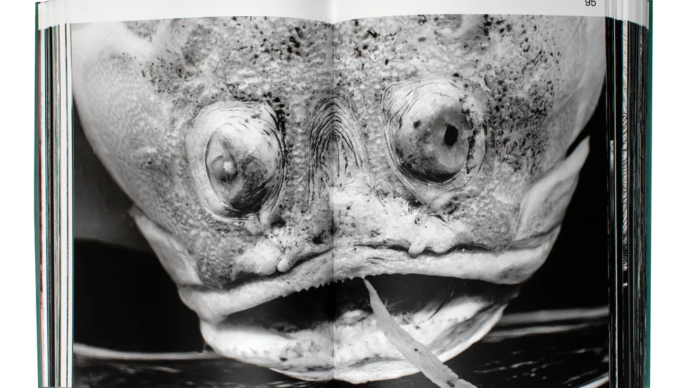 Boken "A worm crossed the street" innehåller 377 fotografier av djur förvarande i arkiven på Naturhistoriska Museet i Wien. 
