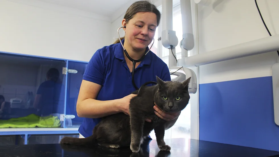 Katten Gråis fick ställa upp på kontroll av hjärta och lungor.