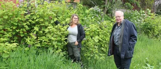 Villaägarnas kamp mot växten: "Kommunen borde ta det här på större allvar"