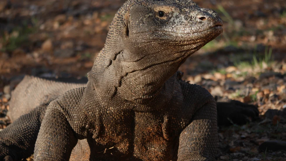 Komodovaranerna har rödlistats. Det stigande havet utgör ett utrotningshot. Arkivbild.