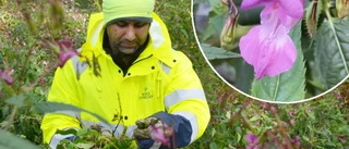 Vacker – men förrädisk: De kämpar mot den invasiva växten som sprider sig över Skellefteå kommun
