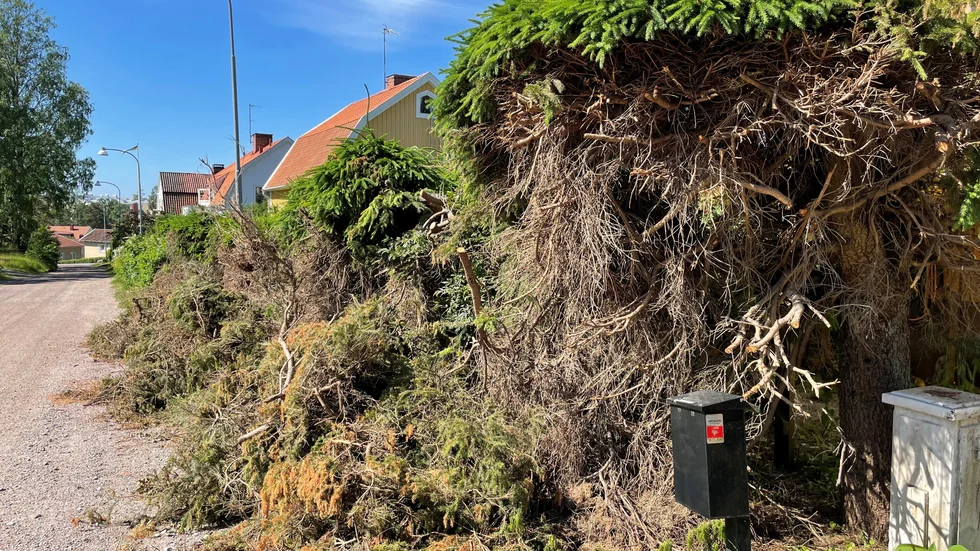 Skräpet från granhäcken är nu borta.