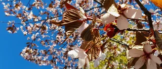 Läsarbilden: Vad blommar här? 