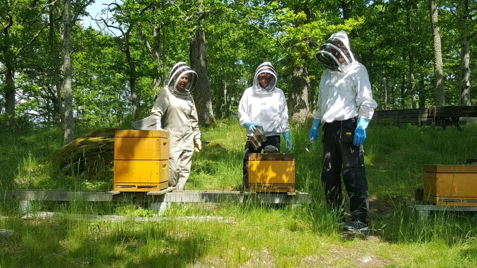 Västerviks biodlarföreningar håller till på Marsbäcken. Ulrika Blomé, Jan-Eric Hammarberg och Benny Lärking är tre av biodlarna.