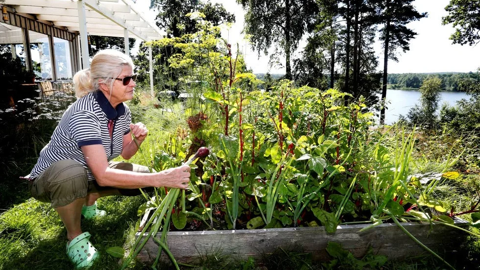 Snigelfritt. Sniglarna har låtit bli Eva-Lena Larssons odlingsbäddar i år.