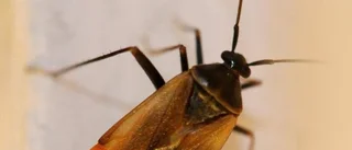 Vackra monster i höstmörkret