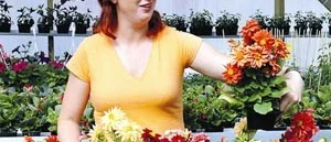 Dahlia fyller sina växthus i Sonstorp med blommor