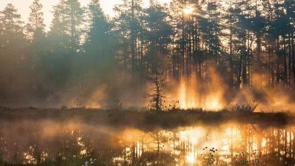 Stiftelser utlyser miljoner till skogsforskning.