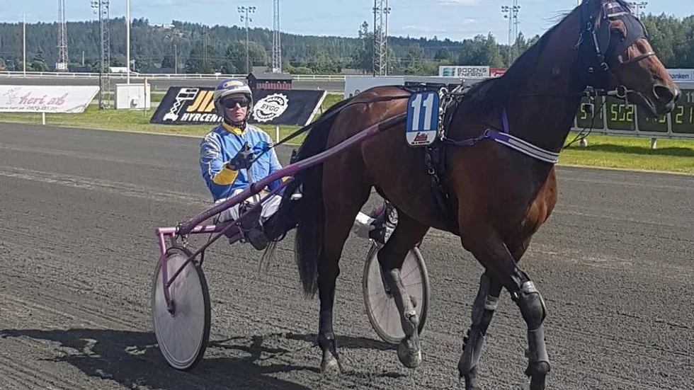 4-åriga Sikforshästen Gasolina skrällvann V4-2 på Bodentravet till 21 gånger pengarna. Kusken Krister Söderholm vann tre av de nio loppen