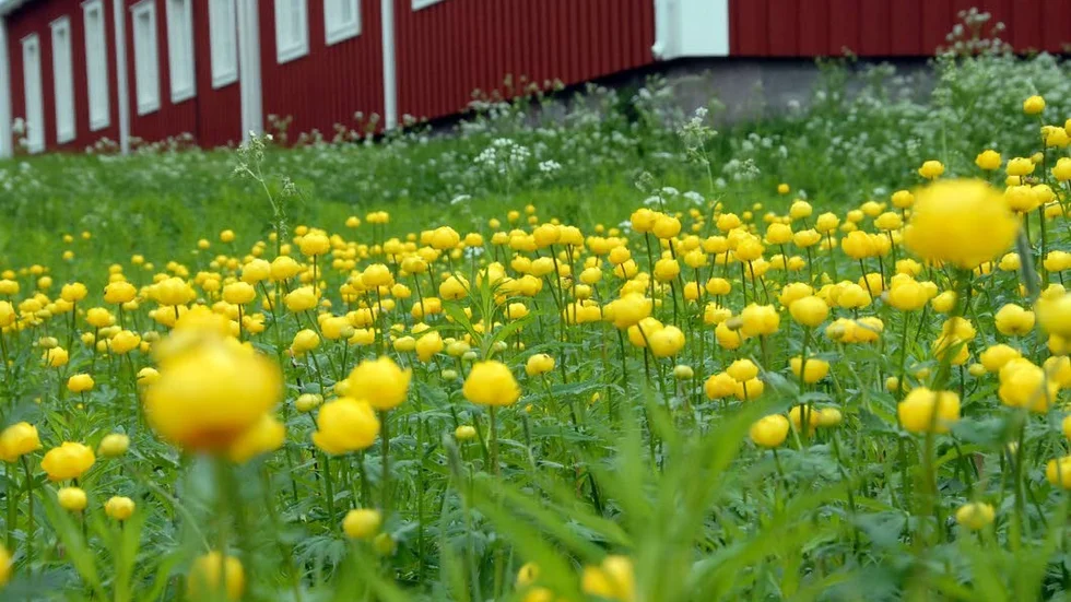 Fler blommor när ytor lämnas oklippta ska bli mat till bin och hjälper biodlarna på traven i sommar. (arkivbild)