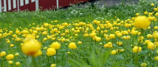 Blommor, bin och Facebook på KF