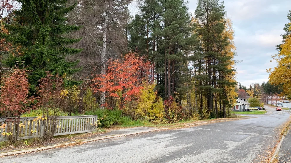 Det finns skog på tomterna Traversen 10 och 11 som måste avverkas i samband med byggande. 