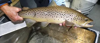Oväntad laxfångst i Laisälven