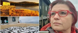 Marinbiologen Teija övergav myndigheterna för yrkesfisket • Ligger bakom den dubblade kvoten för siklöjefisket • Träffade kärleken i Kalix