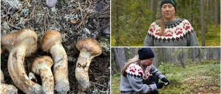 Goliatmusseron trivs i gles och gammal skog · Här kan du ha turen att hitta den 