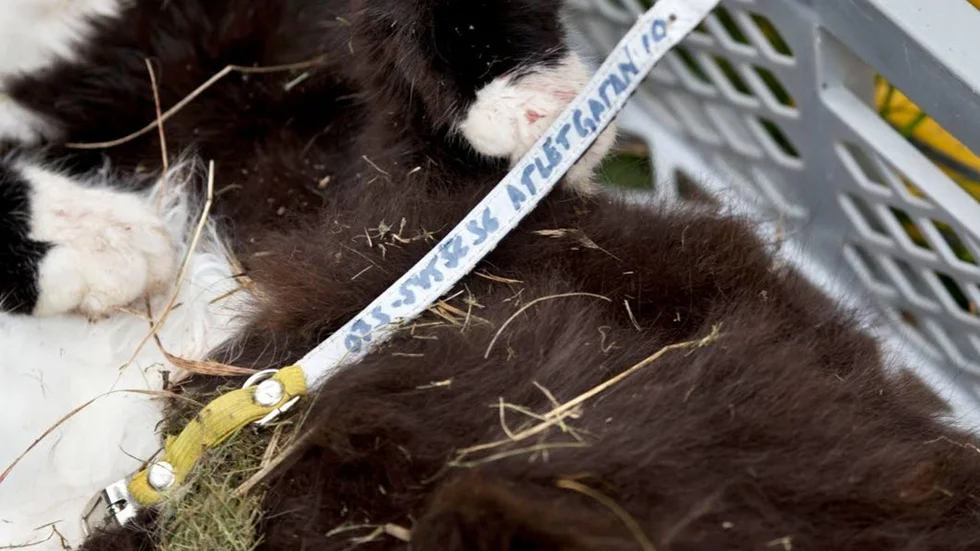 Flip var märkt på flera sätt. Dels på halsbandets insida, men katten var också chippad.