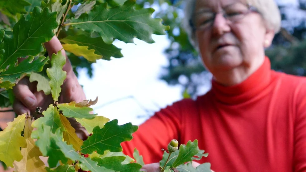 Den lnga och varma sommaren har satt fart p ektrdet i Arjeplog som brjat bra frukt. Sylvia Marklund visar upp ekollonet.