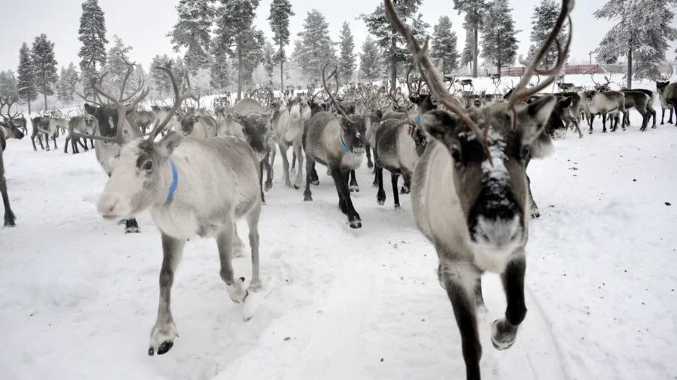 Vid ett möte den 10 januari träffades en viktig överenskommelse mellan de fem nordligaste länsstyrelserna, samt Naturvårdsverket och Sametinget. (Arkivbild)