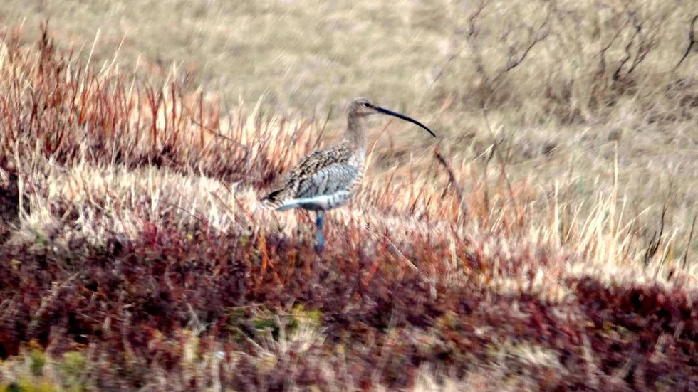 Storspoven har ett karaktäristiskt läte och för den delen utseende. (Arkivbild)