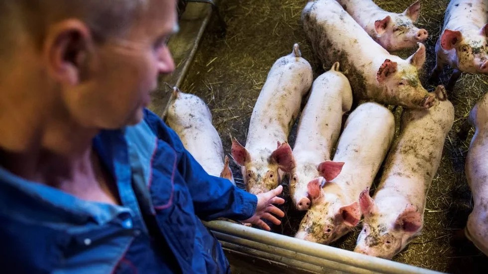 Kött. Grisköttsproducenterna upplever, enligt lantbruksbarometern, bäst lönsamhet jämför med andra lantbrukare.