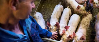 Uppåt för grisköttsproducenterna