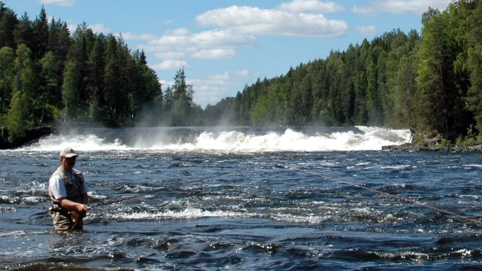 I Fällfors har man begränsad mängd fiskekort per dag då det är en viktig sträcka för lax och havsöring. Nu ska de få lättare att ta sig förbi.