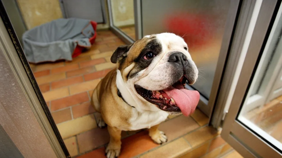 En valpköpare i Piteå kommun har kontaktat ARN och kräver 54 000 i ersättning från uppfödaren av den engelska bulldog som drabbades av hältor och andningsproblem i ung ålder och till slut var tvungen avlivas. Hunden på bilden har ingenting med texten att göra. (Arkivbild)