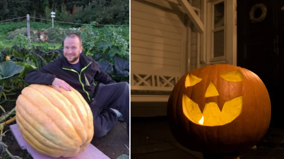 Anton Viklund odlade en gigantisk pumpa på sin kolonilott på Anderstorp i Skellefteå.