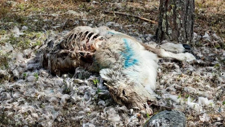 Ett större antal renkalvar har under vintern svultit ihjäl i samband med vinterbetet på Pitholmsheden.