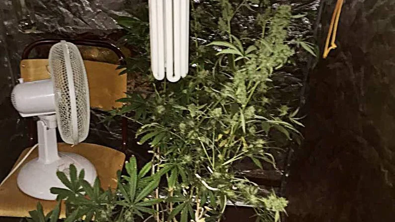 Frodig planta. I ett särskilt odlingstält fanns den här frodiga cannabisplantan.
