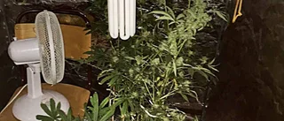 Odlade hasch och hade laddade vapen hemma