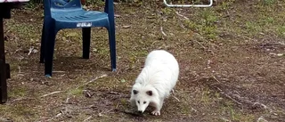 Mårdhund på besök i Gallejaur