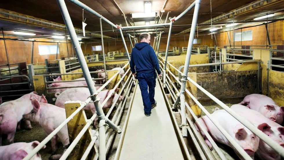 FORDONSSKATT ELLER GRISFIS. "Solceller på ett ladugårdstak och fisgas från flera tusen grisar i norra Sverige skulle nog fungera om det inte vore så att hela världen fullständigt skiter i det så länge oljan flödar." (Arkivbild)