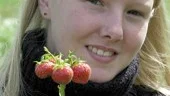 Cecilia Karlsson som arbetar på odlingen är allergisk mot jordgubbar.
FOTO: TITTI OLOVSSON
