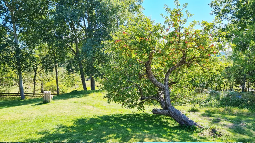 "Snart måste de skiljas åt, hon och det krumma gamla älskade äppleträdet. Den tunga blötsnön i vintras gjorde att det gav vika. Men inte helt. Ännu en höst dignar det av frukt. Men slutet är nära och sorgen känns ända in i själen."
